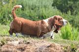 BASSET HOUND 219